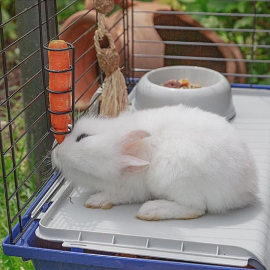 RABBIT 120 - Large cage for rabbits and guinea pigs