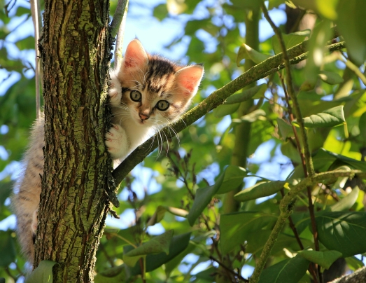 Kittens