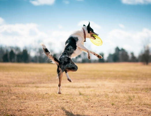 Spelende hond