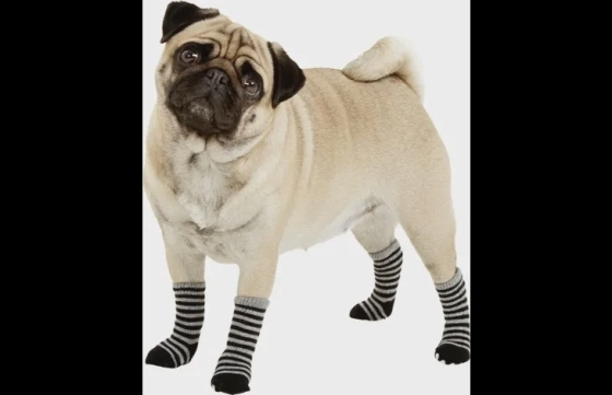 Sokken Sockies 4 st Zwart & Grijs XS
