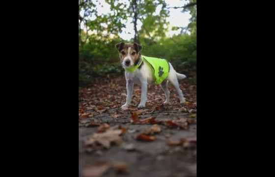 SAFETY VEST M
