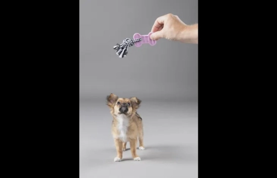 Puppy Loekie Olifant, Been & Ring meerkleurig