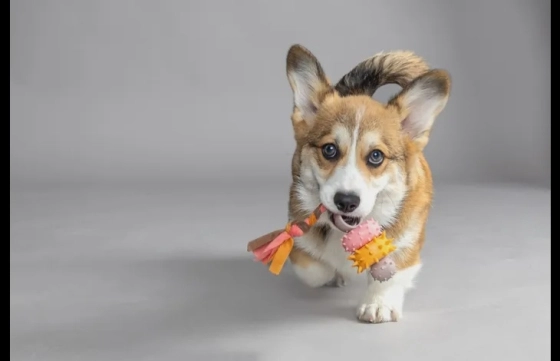 Speelgoed Puppy Bunty Ring Taupe