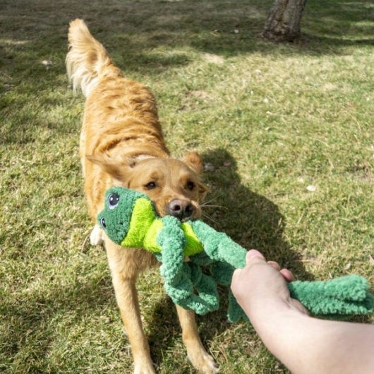 Kong knots frog large/ extra large