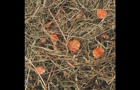 Snack Berghooi met wortel