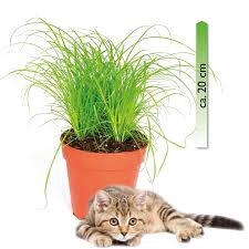 Kattengras gegroeid Kattengras gegroeid