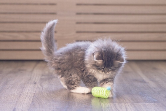 BZ Kitten Springveer Zing G/R 2x