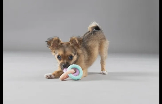 Puppy Loekie Olifant, Been & Ring meerkleurig