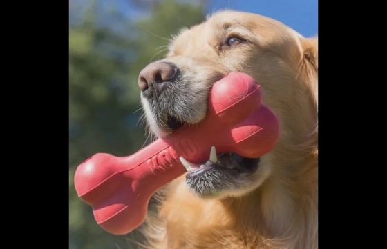 Kong® Speelgoed Goodie Bone™ Rood Been