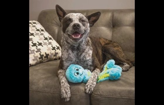 Kong® Speelgoed Wubba Octopus Meerdere kleuren L