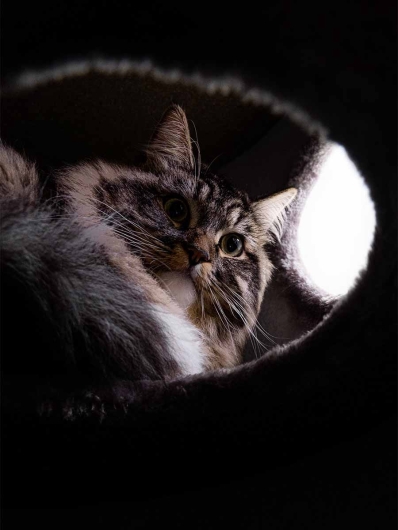 Petrebels - DOME 110 Cappuccino