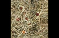 Snack Berghooi Rozenbottel