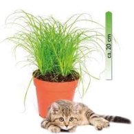 Kattengras gegroeid
