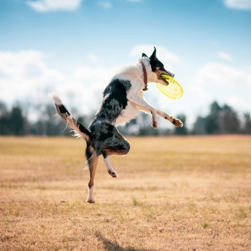 Spelende hond